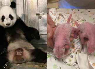 Ying Ying Celebrates Birth of Twin Pandas – RTHK news-15082024-203422