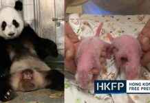 Hong Kong Welcomes First Giant Panda Twins: A Historic Moment news-16082024-023618