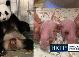 Hong Kong Welcomes First Giant Panda Twins: A Historic Moment news-16082024-023618