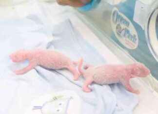 Ensuring Panda Cubs’ Survival: Ocean Park’s Commitment news-16082024-204513