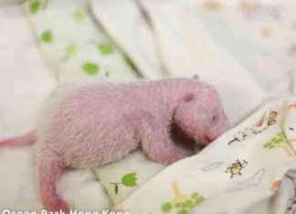 Panda Twins at Ocean Park: Update on Weight Gain and Fragility news-22082024-193152