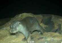 Ng Tung River: Habitat of Endangered Eurasian Otter – Discover More About This Rare Species news-28082024-113433