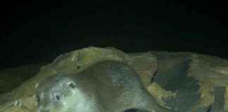 Ng Tung River: Habitat of Endangered Eurasian Otter – Discover More About This Rare Species news-28082024-113433