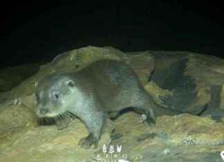 Ng Tung River: Habitat of Endangered Eurasian Otter – Discover More About This Rare Species news-28082024-113433