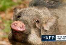 Greenpeace Discovery: Microplastics Found in 85% of Wild Mammal Faeces in Hong Kong news-10092024-040933