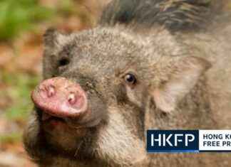Greenpeace Discovery: Microplastics Found in 85% of Wild Mammal Faeces in Hong Kong news-10092024-040933