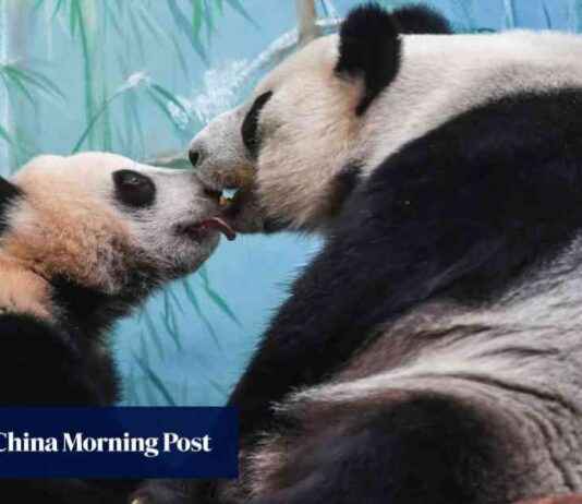 Panda Conservation Benefits Wild Species: Study Shows news-17092024-201415