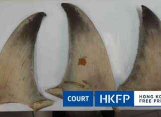 Traveller Jailed for Illegal Import of Endangered Shark Fins in Hong Kong news-23092024-155413