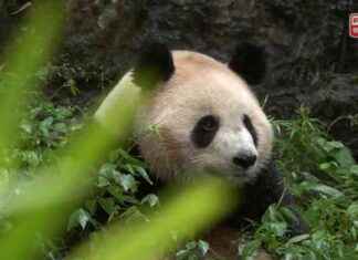 Giant Pandas Set to Arrive on Thursday – Exciting News from RTHK news-24092024-075525