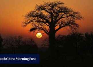 Baobab Fruit: Harvesters in Poverty Despite Superfood Status news-24092024-075610