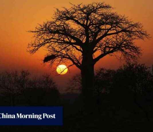 Baobab Fruit: Harvesters in Poverty Despite Superfood Status news-24092024-075610