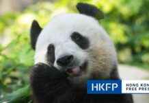 Hong Kong Giant Panda Naming Contest in October 2021 news-24092024-200654