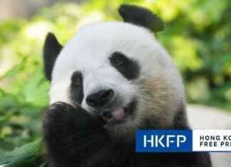 Hong Kong Giant Panda Naming Contest in October 2021 news-24092024-200654