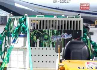 Giant Pandas from Chengdu Arrive in Hong Kong for Conservation Efforts news-26092024-085920