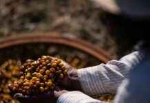 Climate Change Threatens Global Coffee Supply: The Impact on Your Morning Brew news-27092024-210600