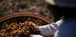 Climate Change Threatens Global Coffee Supply: The Impact on Your Morning Brew news-27092024-210600