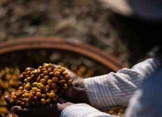 Climate Change Threatens Global Coffee Supply: The Impact on Your Morning Brew news-27092024-210600