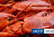 China to End Ban on Australian Lobster, Confirms Prime Minister Albanese news-10102024-130739
