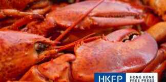 China to End Ban on Australian Lobster, Confirms Prime Minister Albanese news-10102024-130739