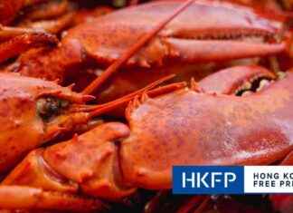 China to End Ban on Australian Lobster, Confirms Prime Minister Albanese news-10102024-130739