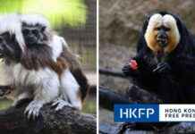 Investigation Launched After 8 Monkeys Found Dead at Hong Kong Zoo news-14102024-080622