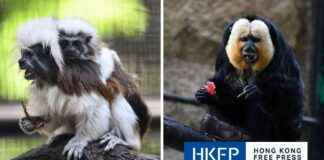 Investigation Launched After 8 Monkeys Found Dead at Hong Kong Zoo news-14102024-080622