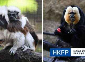 Investigation Launched After 8 Monkeys Found Dead at Hong Kong Zoo news-14102024-080622