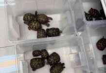 Thefts of Turtles in Tsuen Wan – What You Need to Know news-15102024-141617
