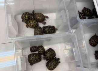 Thefts of Turtles in Tsuen Wan – What You Need to Know news-15102024-141617