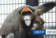 Tragic Deaths of 9 Monkeys at Hong Kong Zoo Due to Melioidosis: What You Need to Know news-18102024-210500