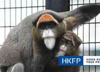 Tragic Deaths of 9 Monkeys at Hong Kong Zoo Due to Melioidosis: What You Need to Know news-18102024-210500