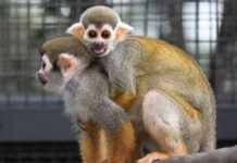 Tragic death toll rises to 11 as another Common Squirrel Monkey dies news-20102024-211417