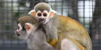 Tragic death toll rises to 11 as another Common Squirrel Monkey dies news-20102024-211417