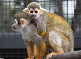 Tragic death toll rises to 11 as another Common Squirrel Monkey dies news-20102024-211417