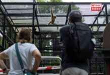 Kevin Yeung praised for efficient handling of monkey deaths – RTHK news-22102024-092713