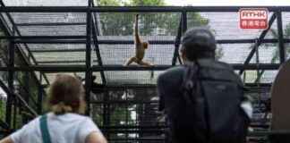 Kevin Yeung praised for efficient handling of monkey deaths – RTHK news-22102024-092713