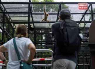 Kevin Yeung praised for efficient handling of monkey deaths – RTHK news-22102024-092713