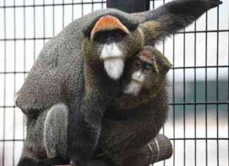 Tragic Death of De Brazza’s Monkey Raises Death Toll to 12 news-22102024-213118