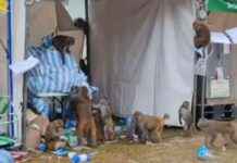 Monkeys Scavenging for Food Before Oxfam Trailwalker Event news-15112024-102344