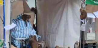 Monkeys Scavenging for Food Before Oxfam Trailwalker Event news-15112024-102344