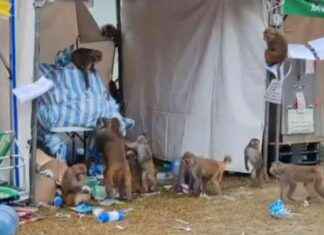 Monkeys Scavenging for Food Before Oxfam Trailwalker Event news-15112024-102344