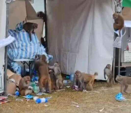 Monkeys Scavenging for Food Before Oxfam Trailwalker Event news-15112024-102344
