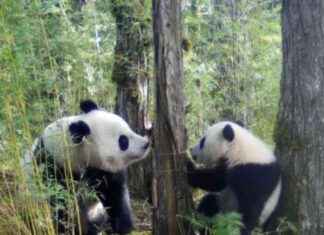 Improving Grazing Practices to Protect Giant Wild Pandas news-18112024-122001