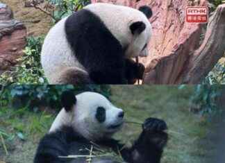 Giant Pandas An An and Ke Ke Keep Their Original Names giant-pandas-an-an-and-ke-ke-keep-their-original-names