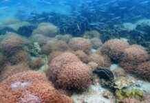 Hong Kong Corals Report Healthy Condition: AFCD Data – RTHK hong-kong-corals-report-healthy-condition-afcd-data-rthk