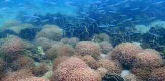 Hong Kong Corals Report Healthy Condition: AFCD Data – RTHK hong-kong-corals-report-healthy-condition-afcd-data-rthk