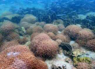 Hong Kong Corals Report Healthy Condition: AFCD Data – RTHK hong-kong-corals-report-healthy-condition-afcd-data-rthk
