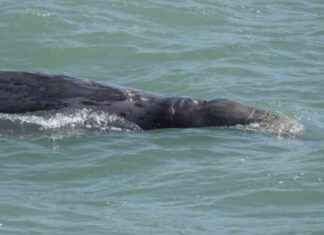 Tote Bag Discovered in Dead Whale During Necropsy – RTHK news-02122024-000639