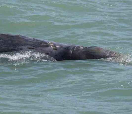 Tote Bag Discovered in Dead Whale During Necropsy – RTHK news-02122024-000639