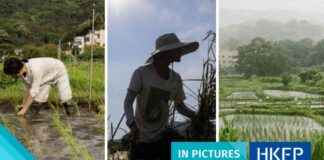Reviving Lost Local Rice Varieties in Rural Hong Kong: A Pictorial Journey reviving-lost-local-rice-varieties-in-rural-hong-kong-a-pictorial-journey
